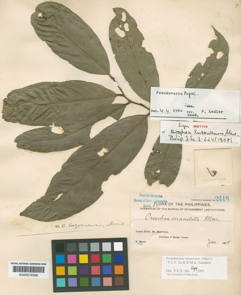 Pseuduvaria luzoniensis