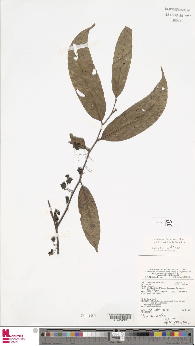 Pseuduvaria luzoniensis photo 2