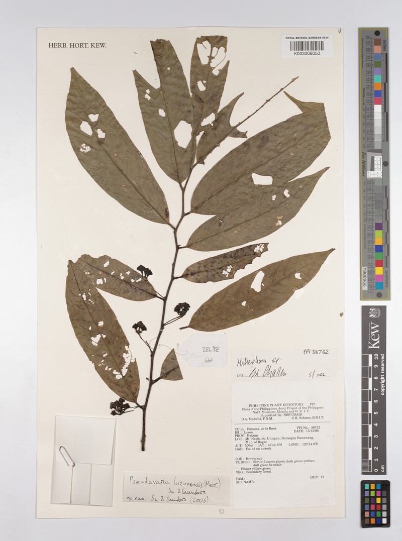 Pseuduvaria luzoniensis photo 3