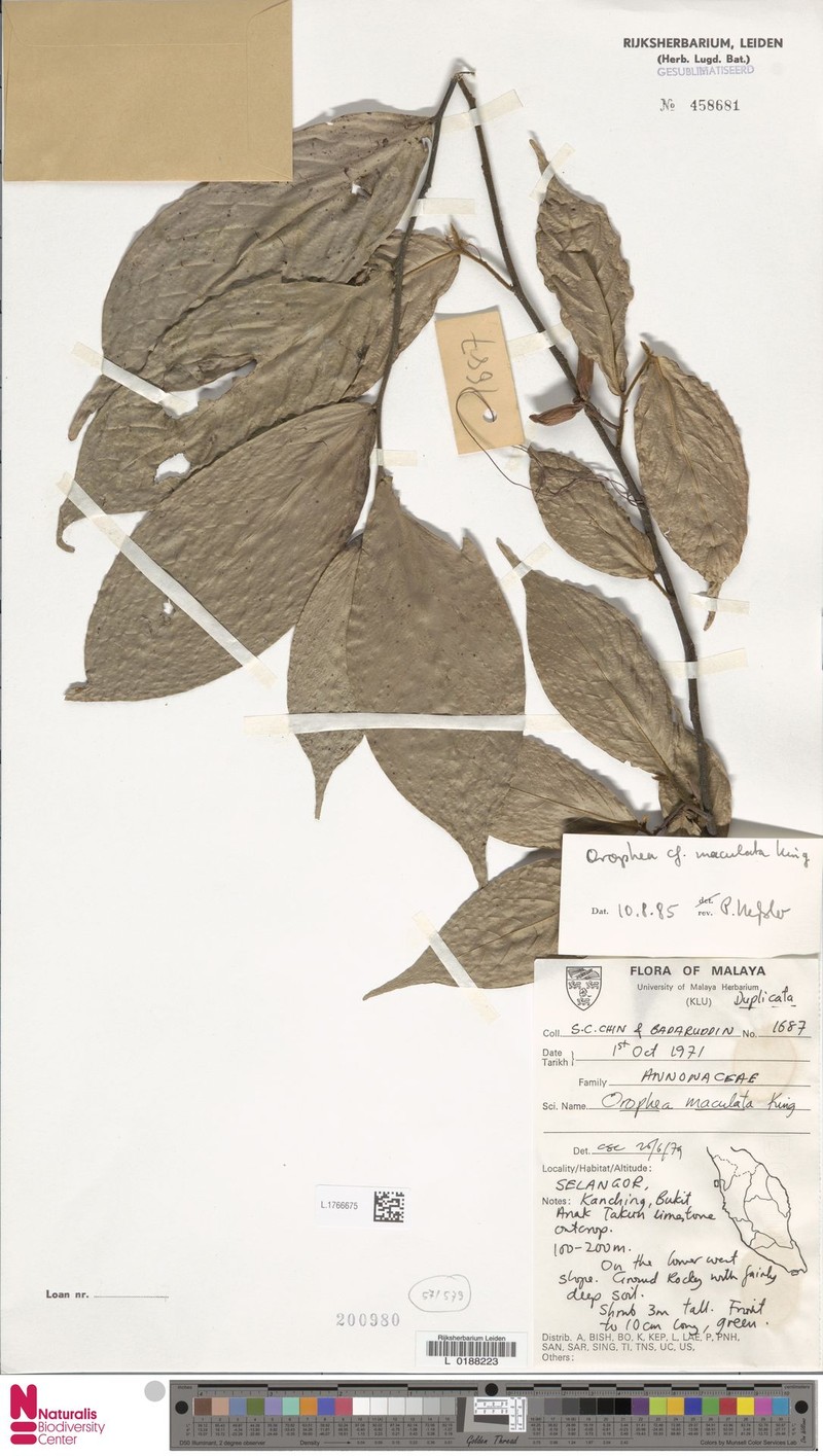 Pseuduvaria luzoniensis photo 4