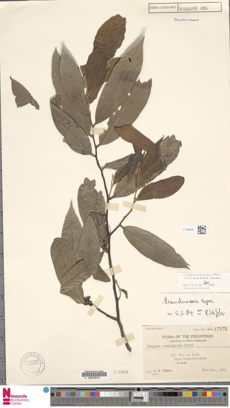 Pseuduvaria luzoniensis photo 5