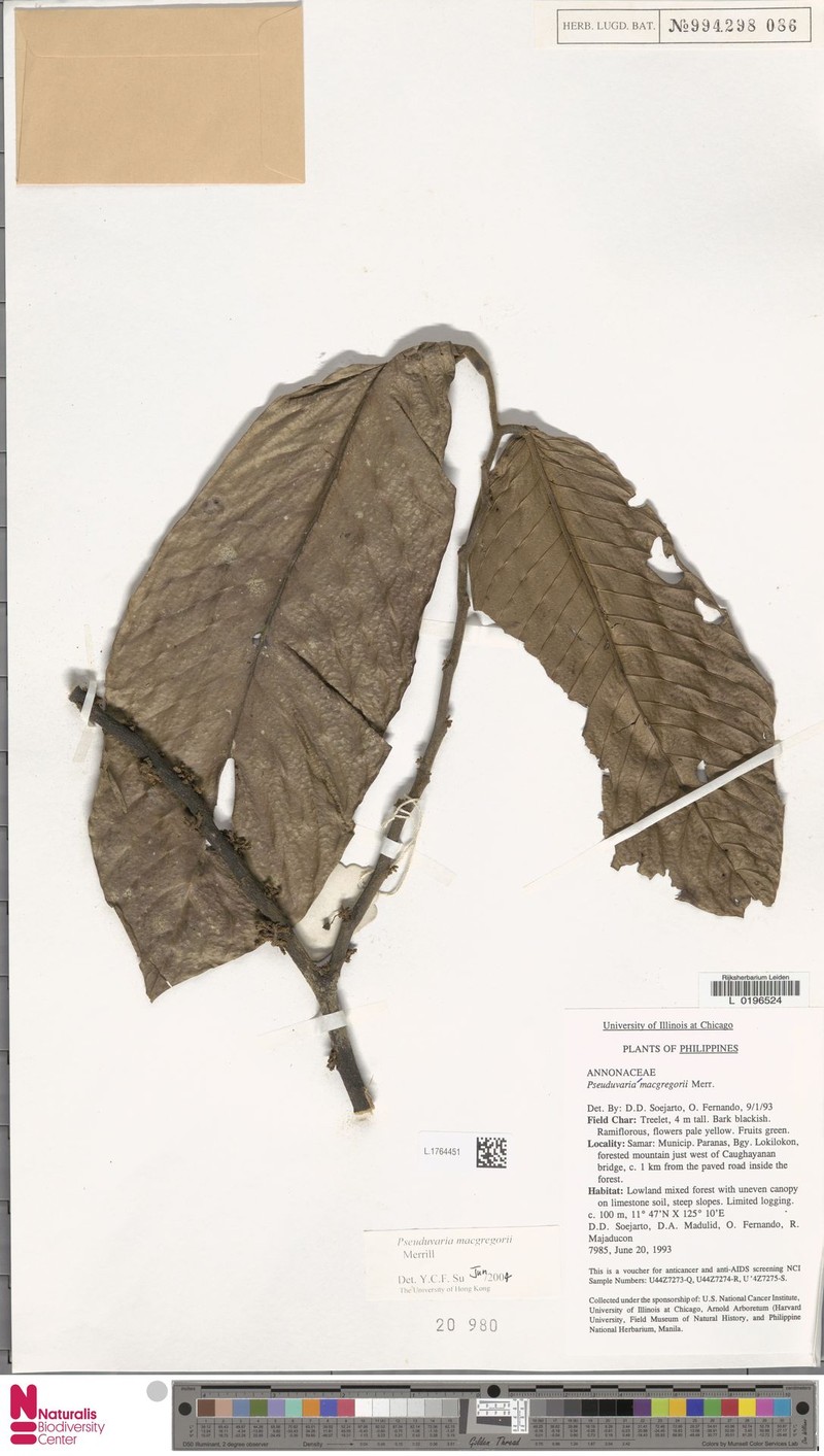 Pseuduvaria macgregorii