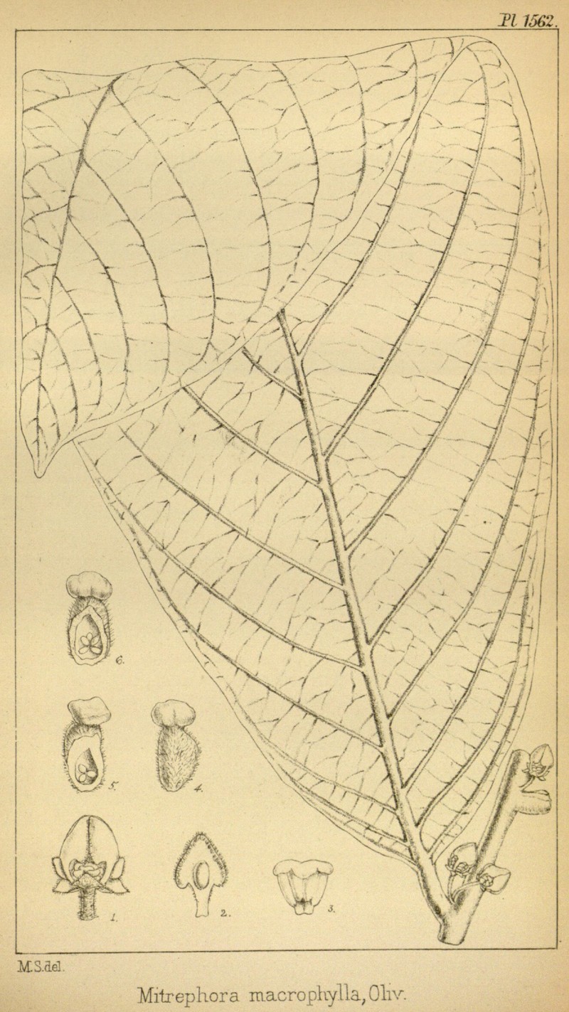 Pseuduvaria macrophylla