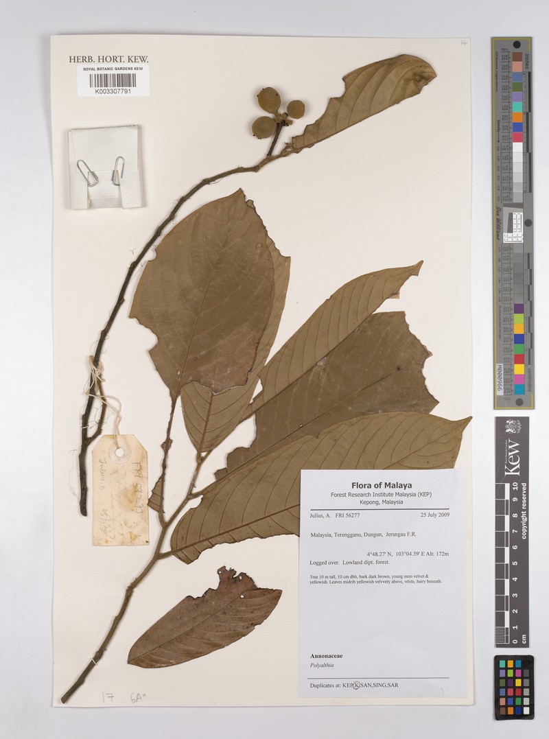 Pseuduvaria macrophylla photo 2