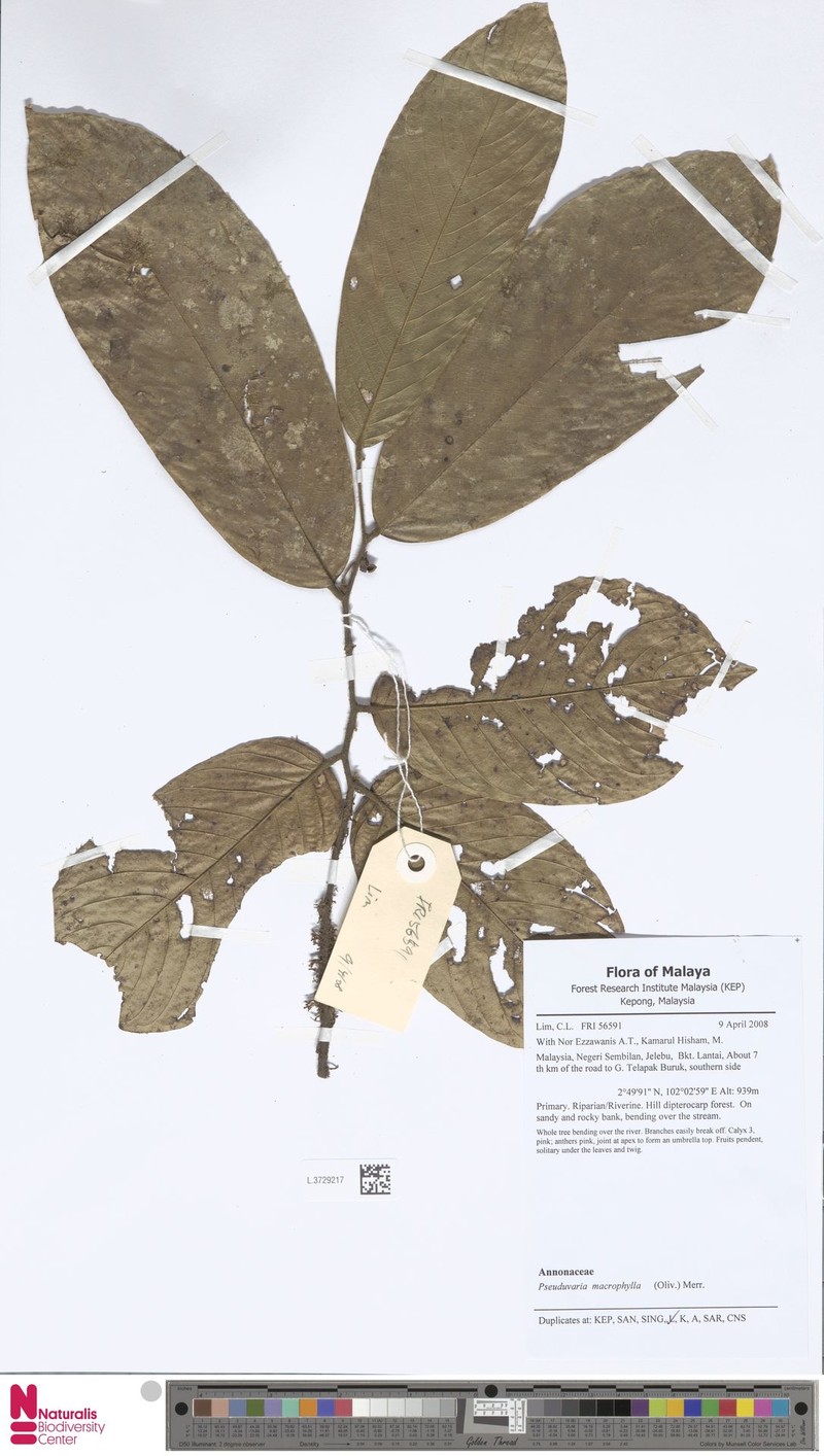Pseuduvaria macrophylla photo 3