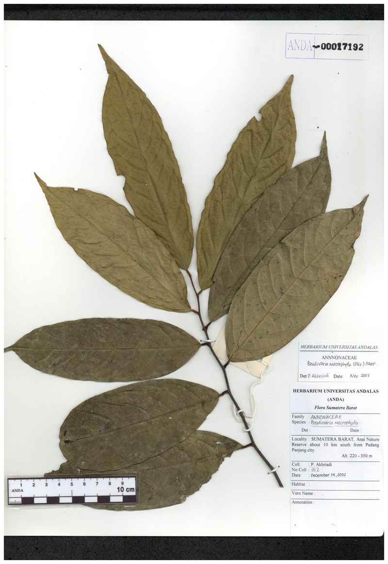 Pseuduvaria macrophylla photo 4