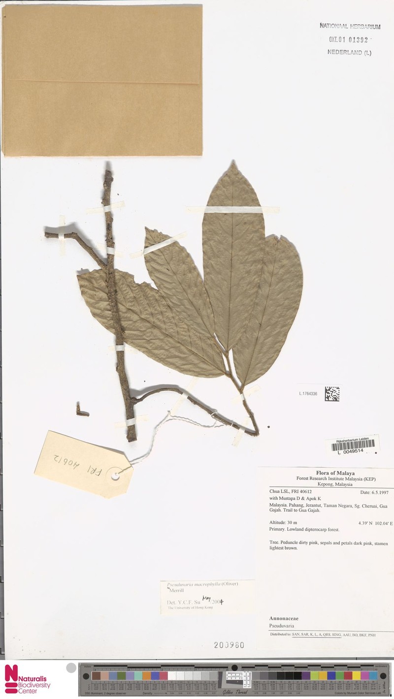 Pseuduvaria macrophylla photo 5