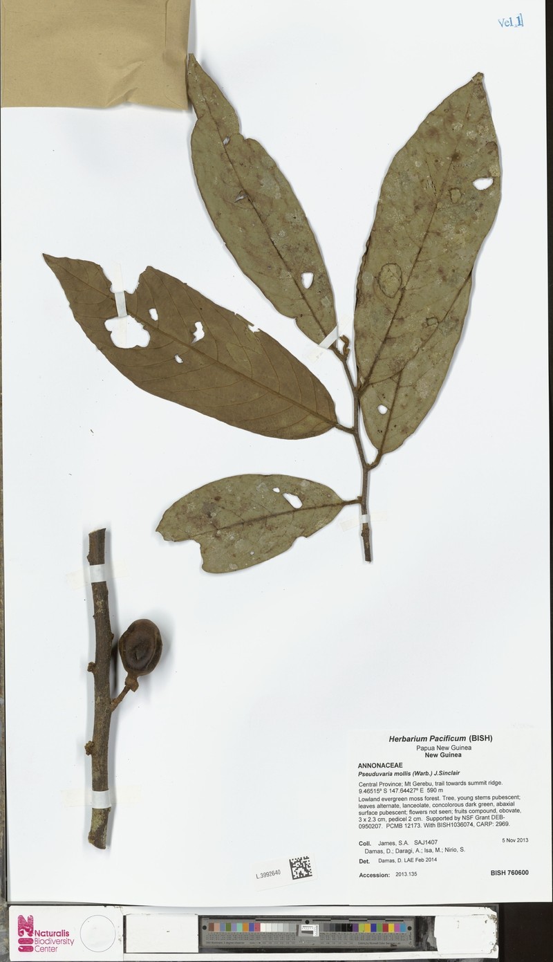 Pseuduvaria mollis