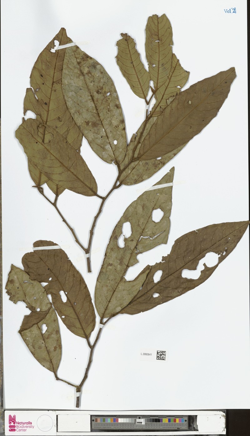 Pseuduvaria mollis photo 2