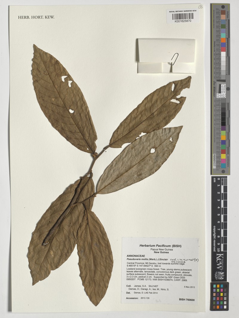 Pseuduvaria mollis photo 3