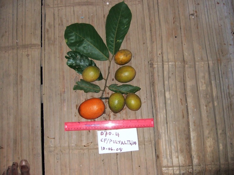 Pseuduvaria mollis photo 4
