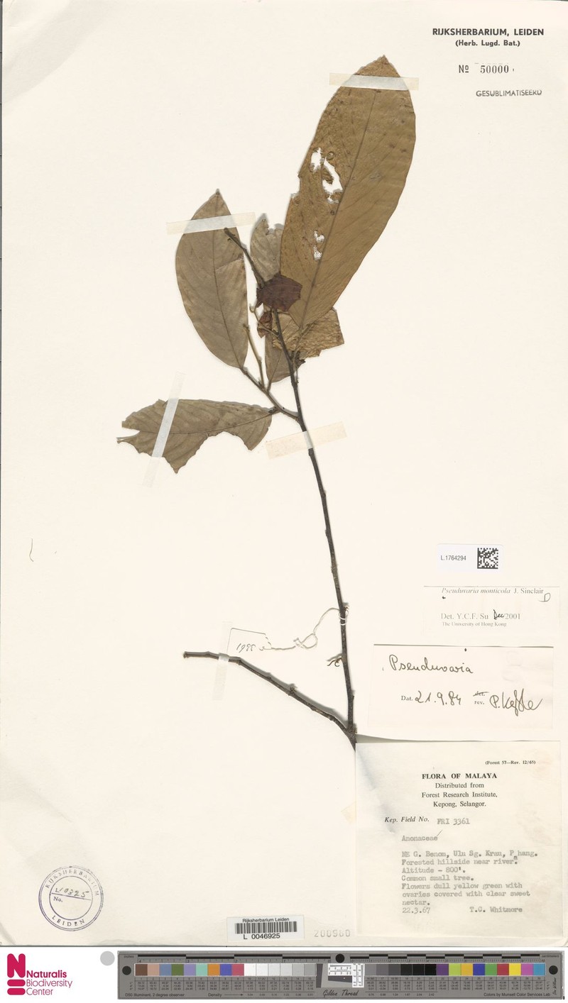 Pseuduvaria monticola photo 2
