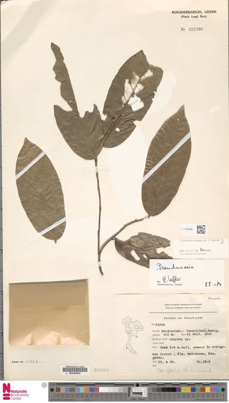 Pseuduvaria monticola photo 3