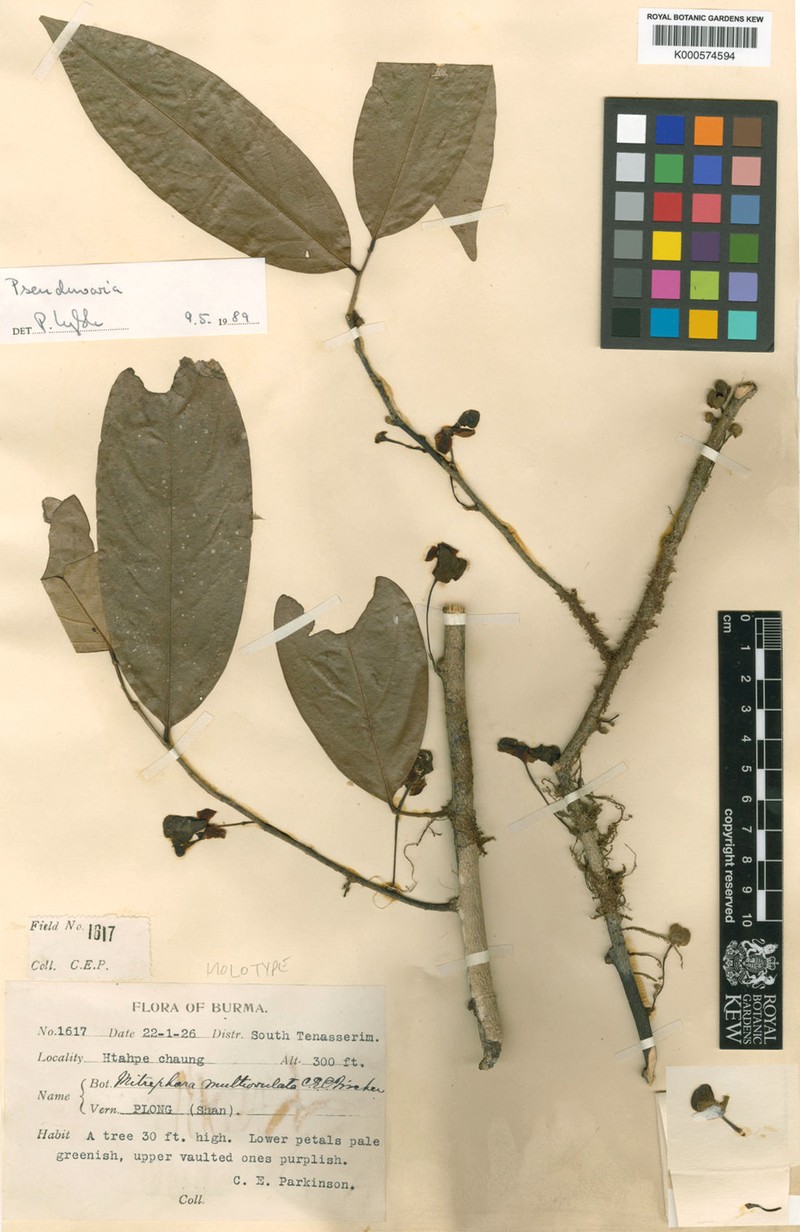 Pseuduvaria multiovulata