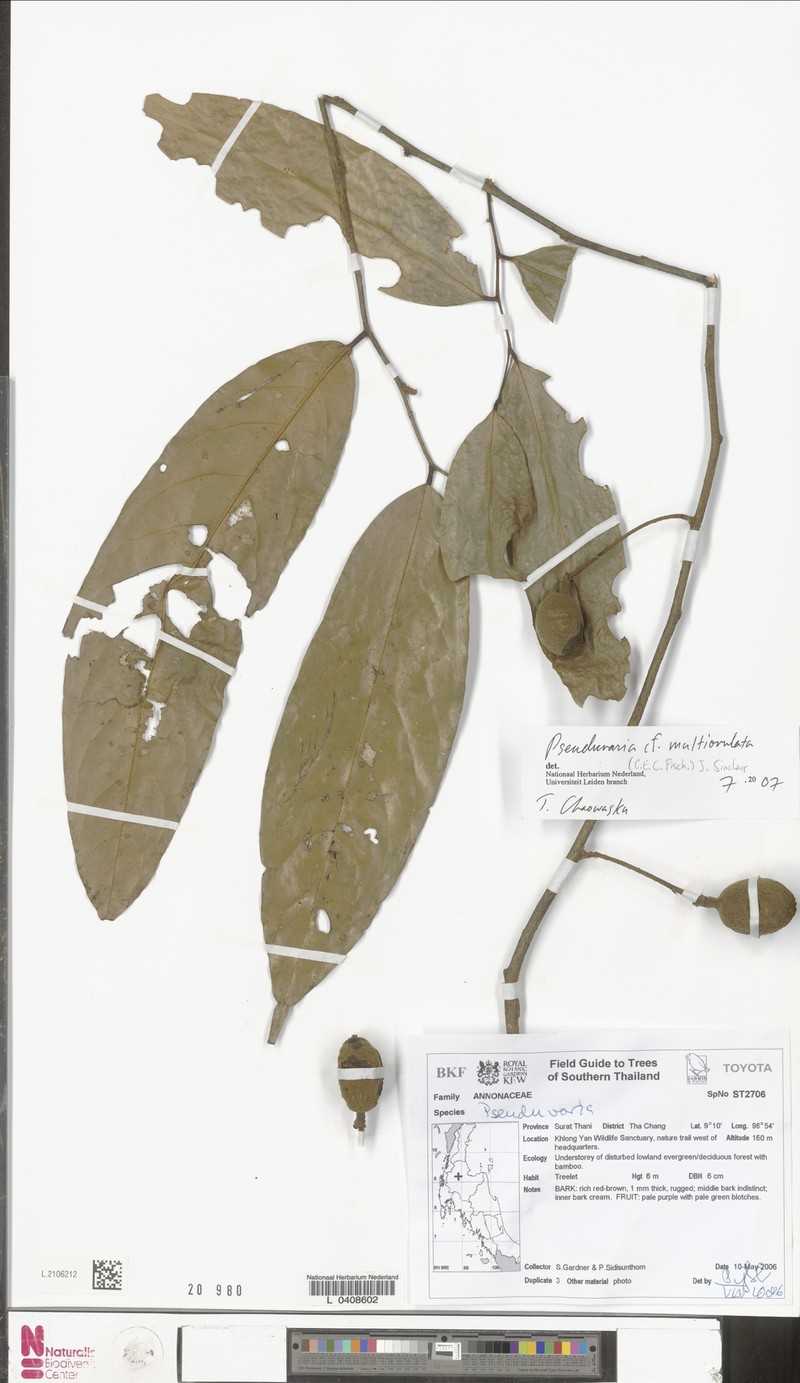Pseuduvaria multiovulata photo 2