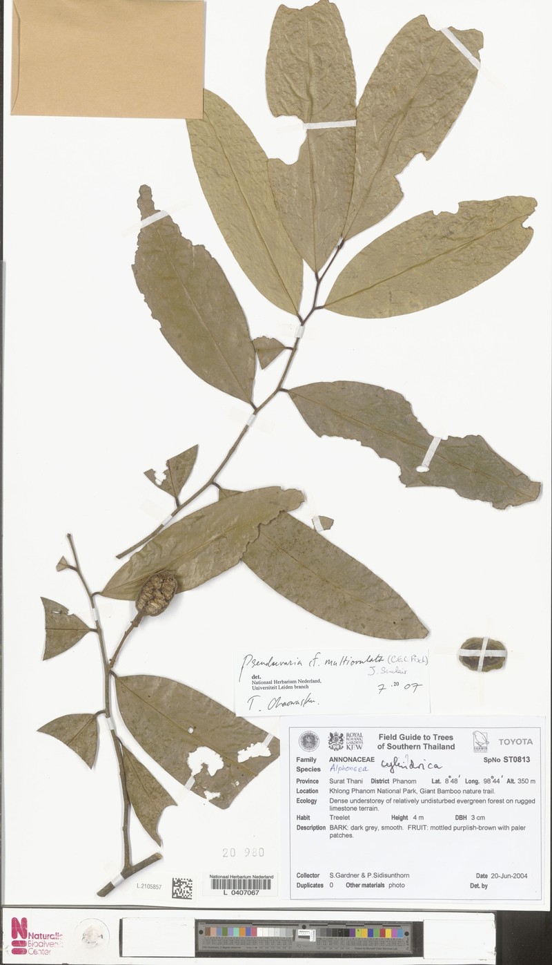 Pseuduvaria multiovulata photo 3