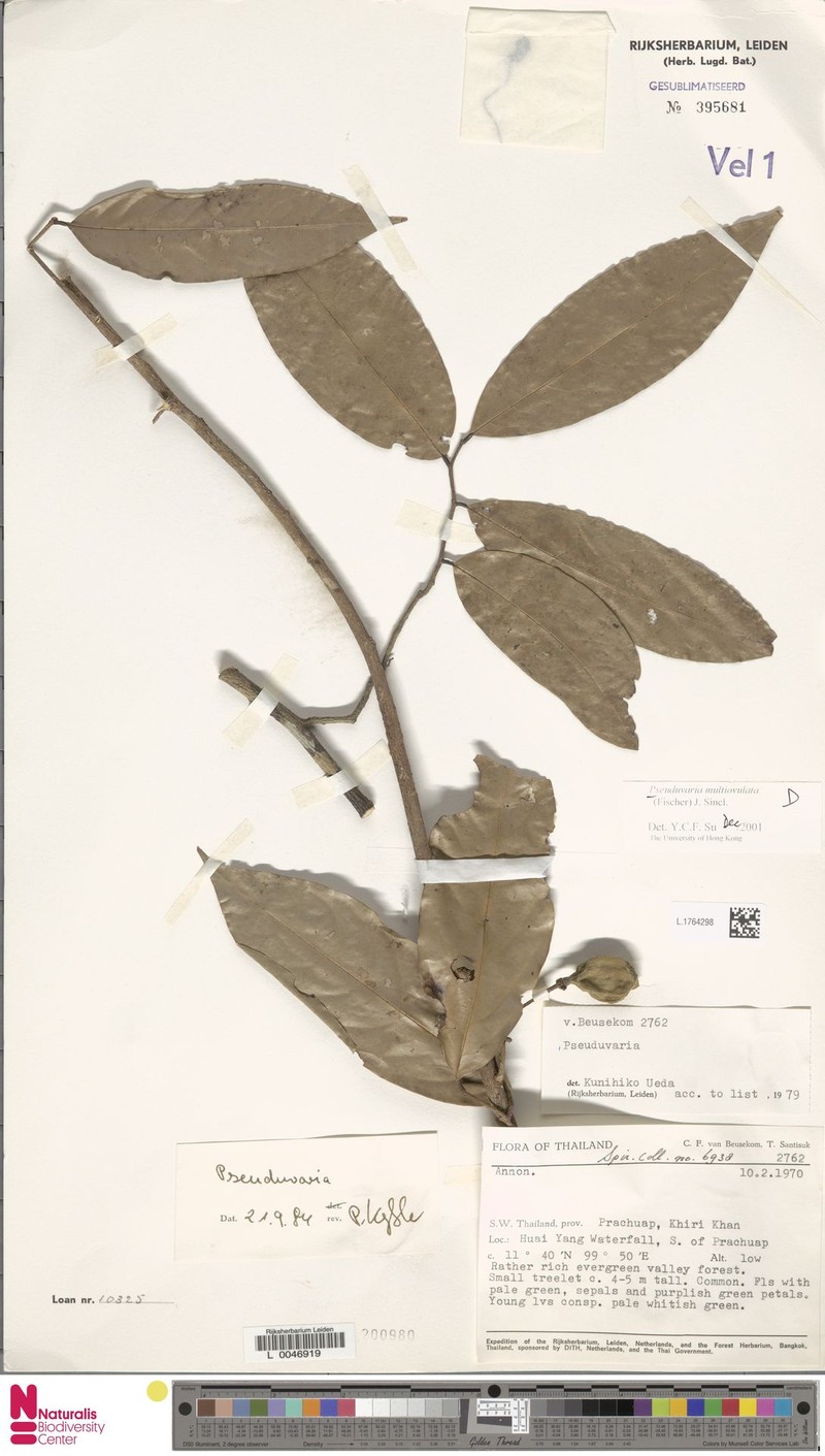 Pseuduvaria multiovulata photo 4