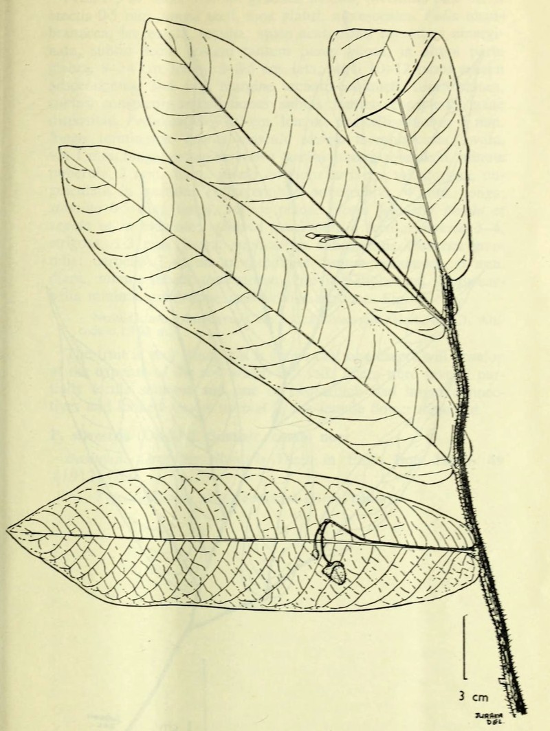 Pseuduvaria nova-guineensis