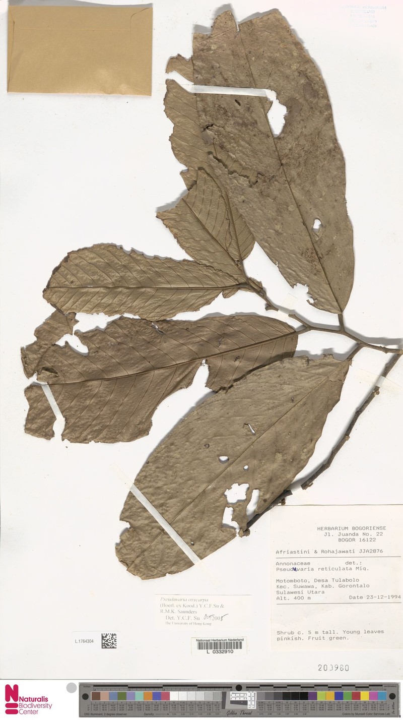 Pseuduvaria oxycarpa
