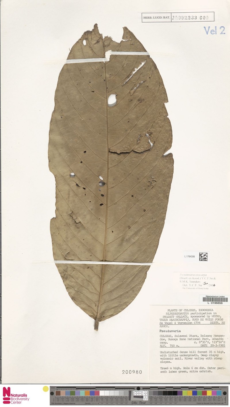 Pseuduvaria oxycarpa photo 2