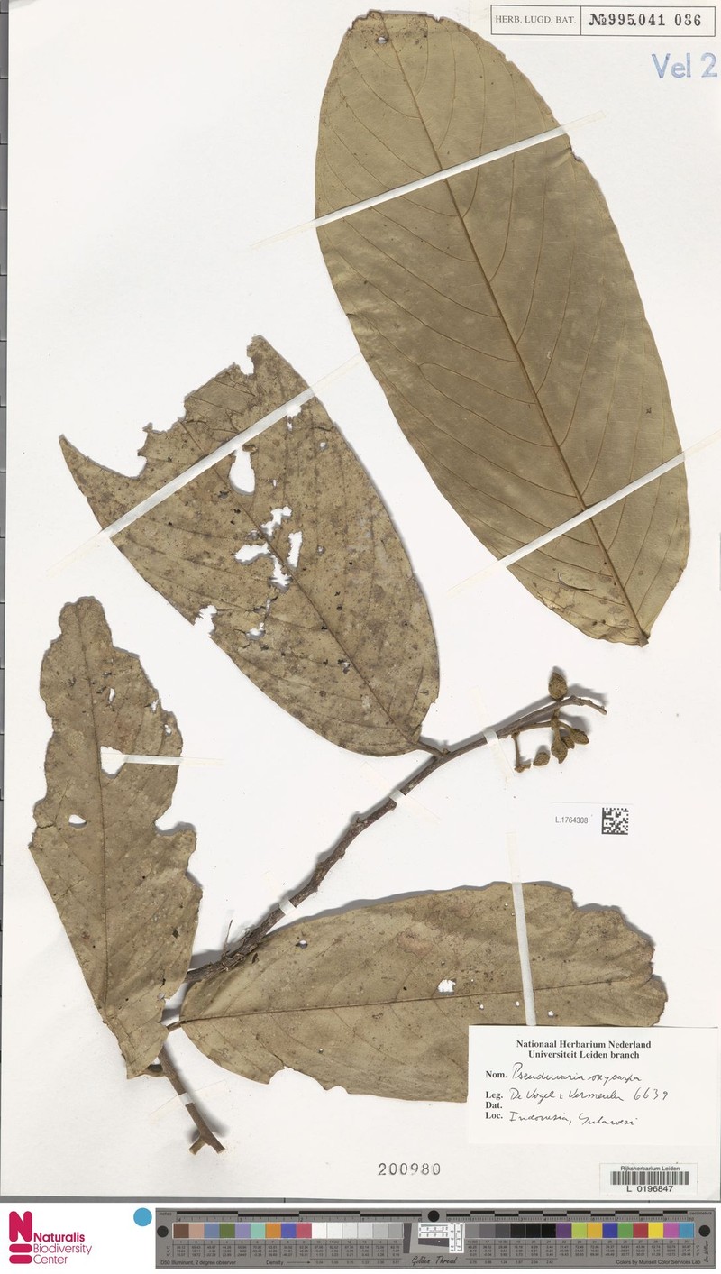 Pseuduvaria oxycarpa photo 3