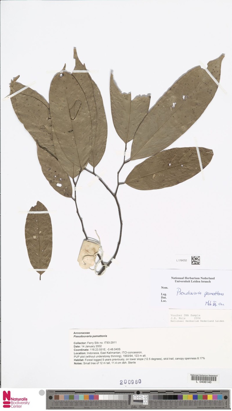 Pseuduvaria pamattonis photo 2