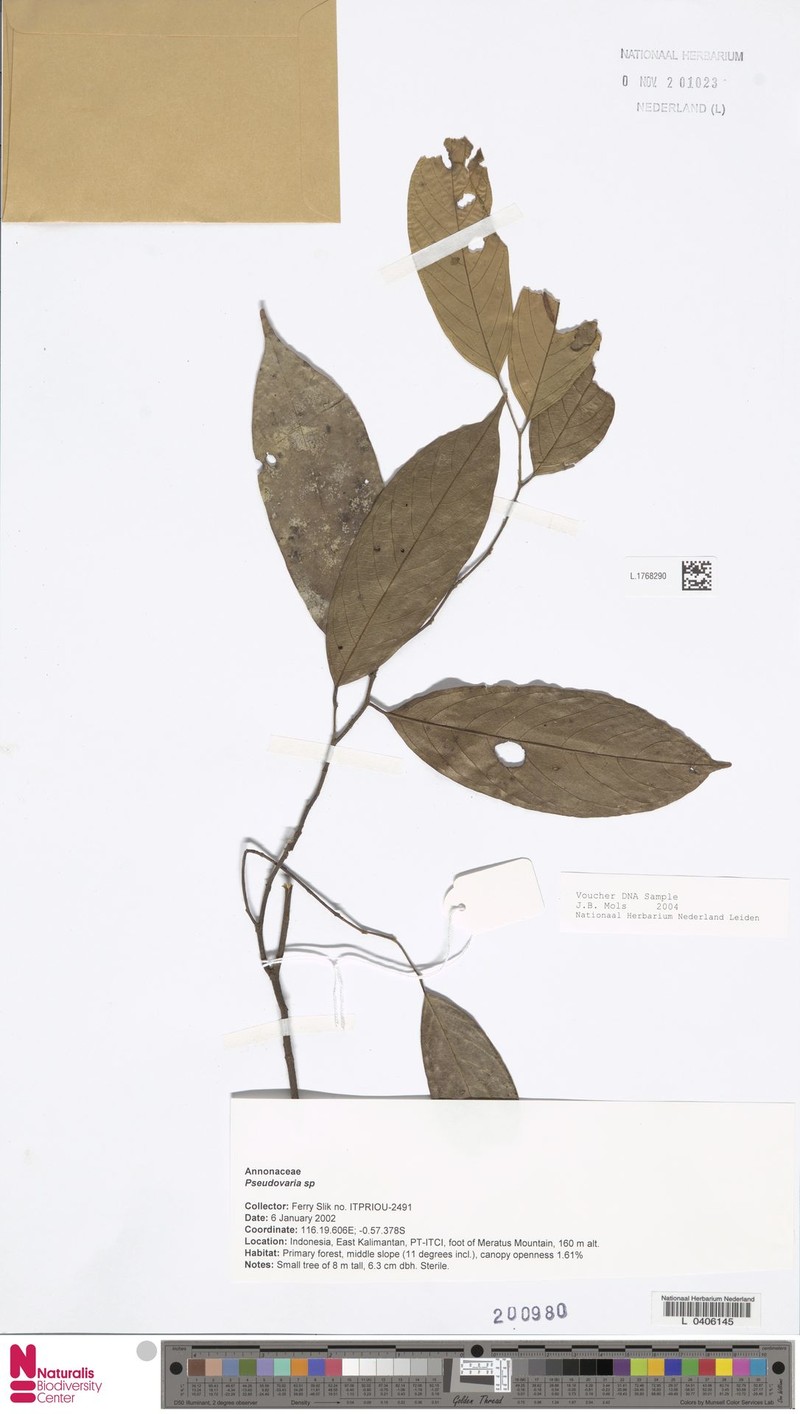 Pseuduvaria pamattonis photo 3