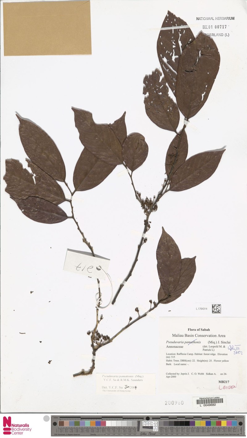 Pseuduvaria pamattonis photo 4
