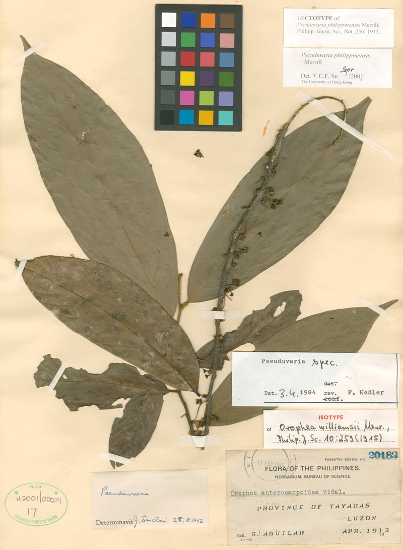 Pseuduvaria philippinensis