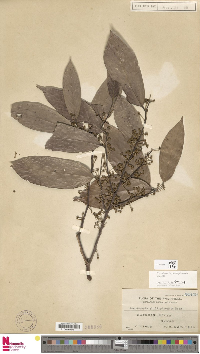 Pseuduvaria philippinensis photo 2
