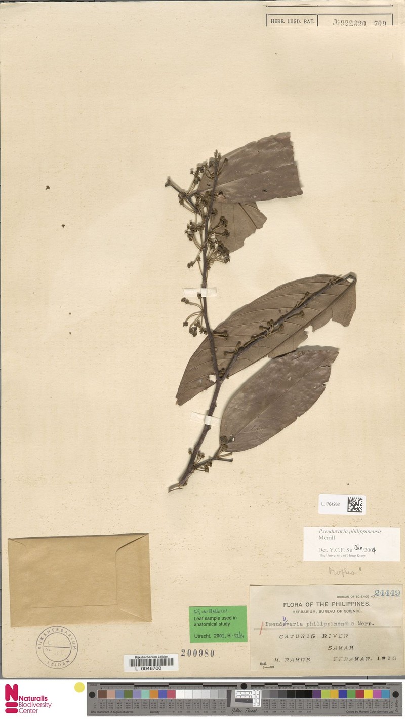 Pseuduvaria philippinensis photo 3