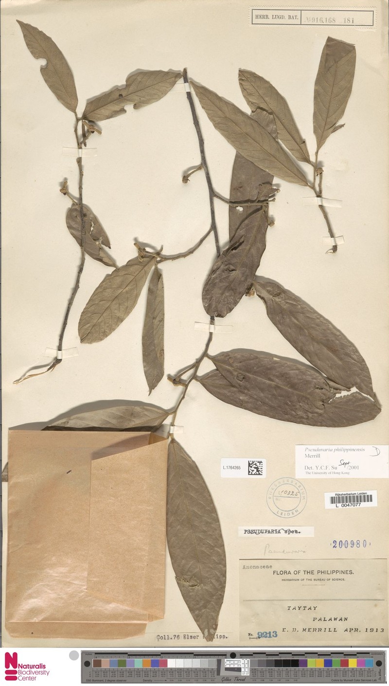 Pseuduvaria philippinensis photo 4