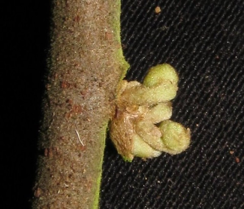 Pseuduvaria reticulata