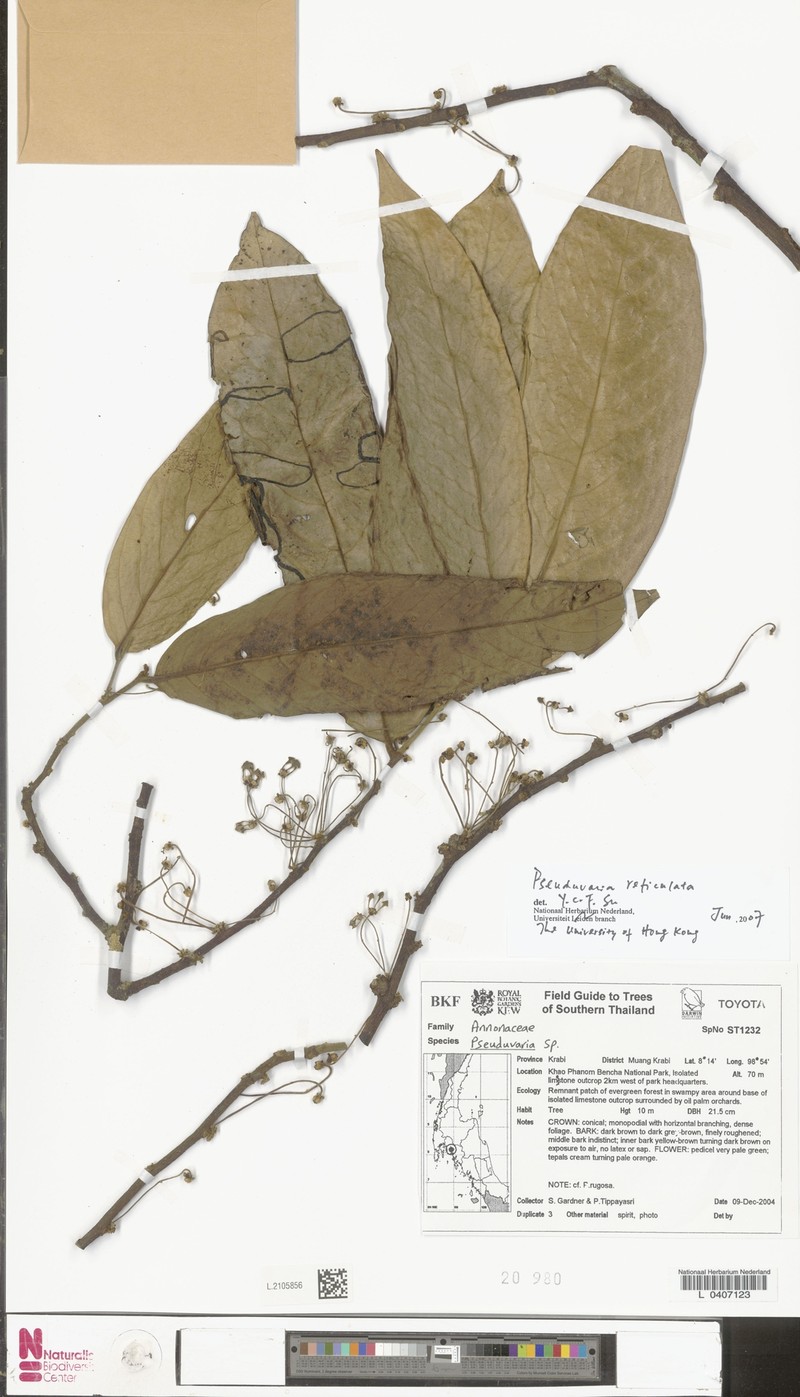 Pseuduvaria reticulata photo 2