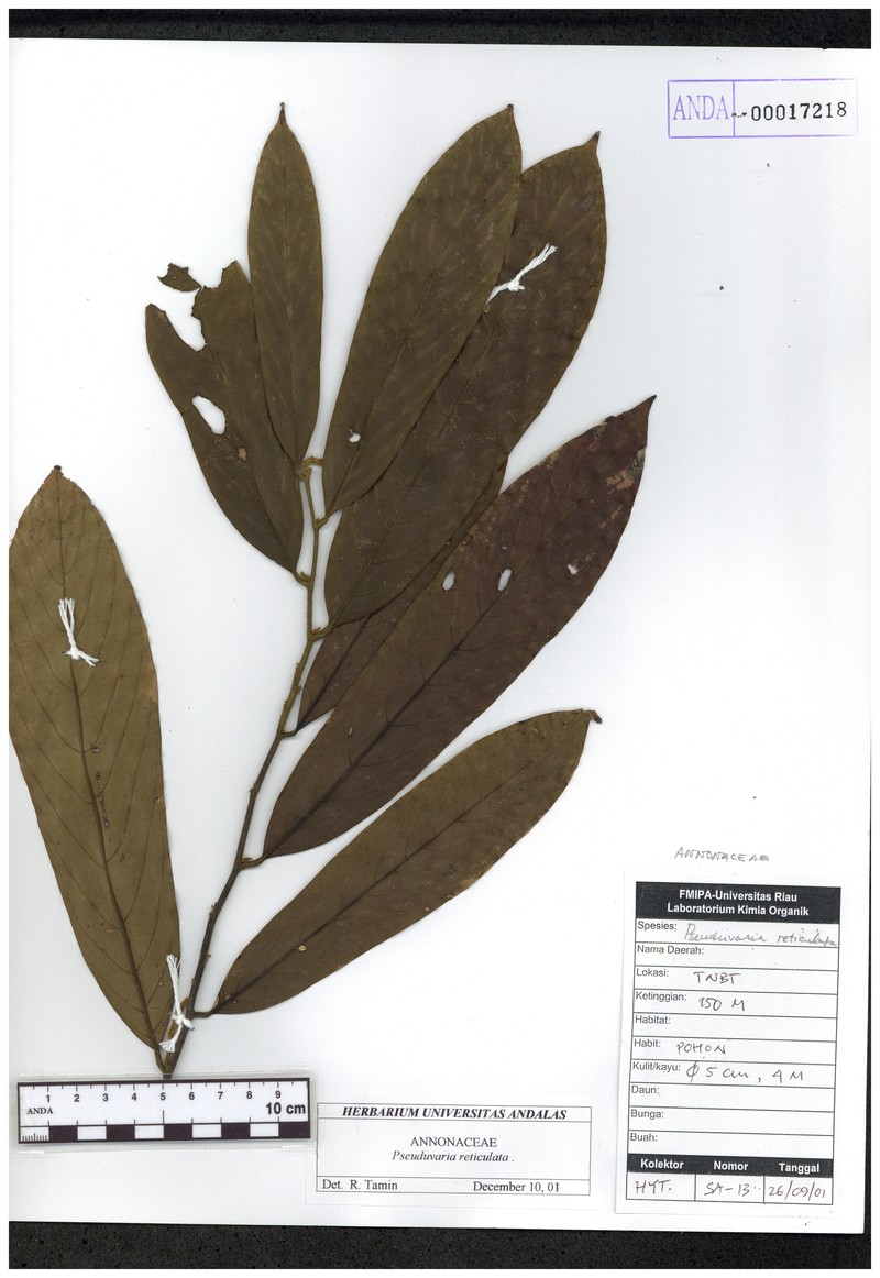 Pseuduvaria reticulata photo 3