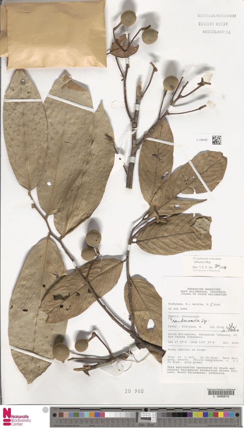 Pseuduvaria reticulata photo 4