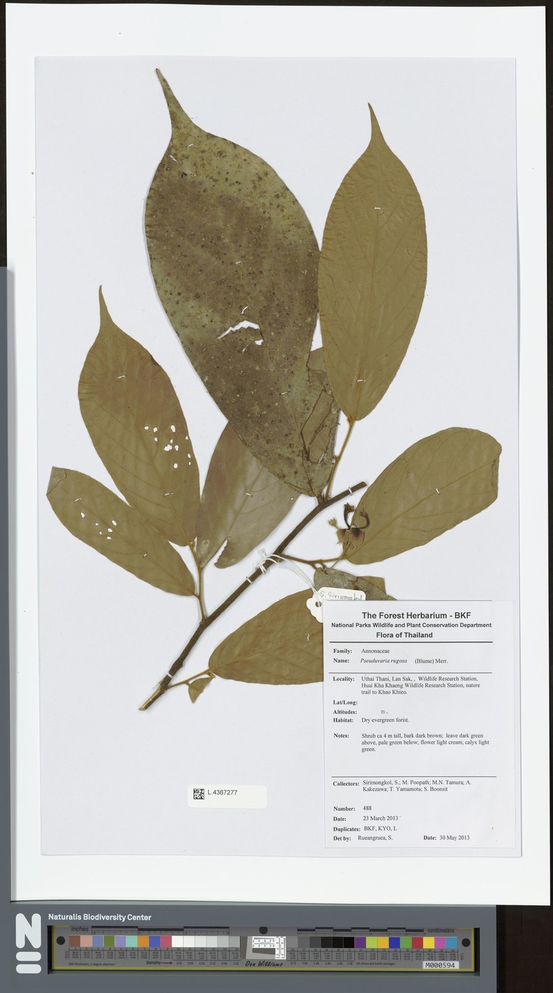 Pseuduvaria rugosa photo 3