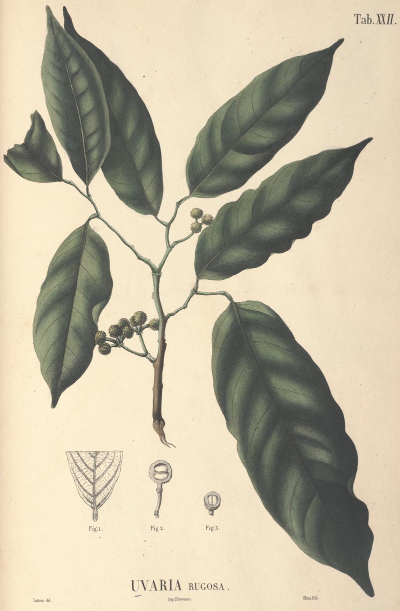 Pseuduvaria rugosa