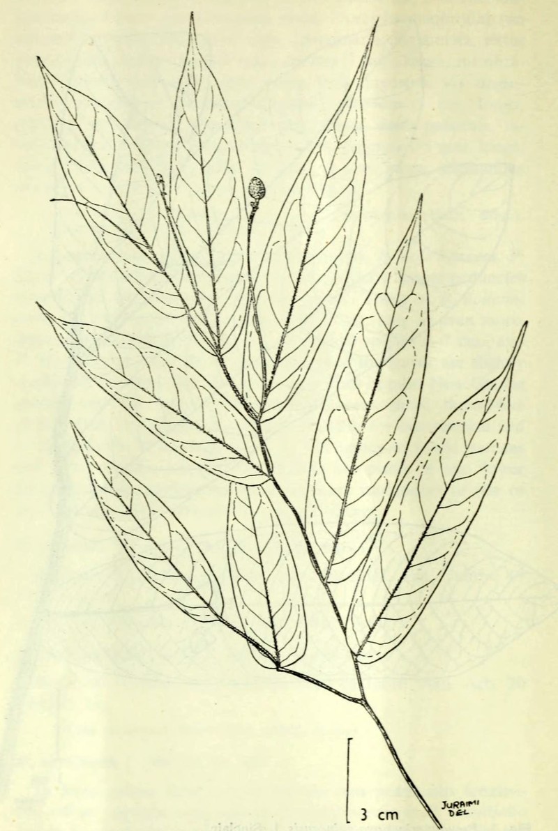 Pseuduvaria sessilifolia