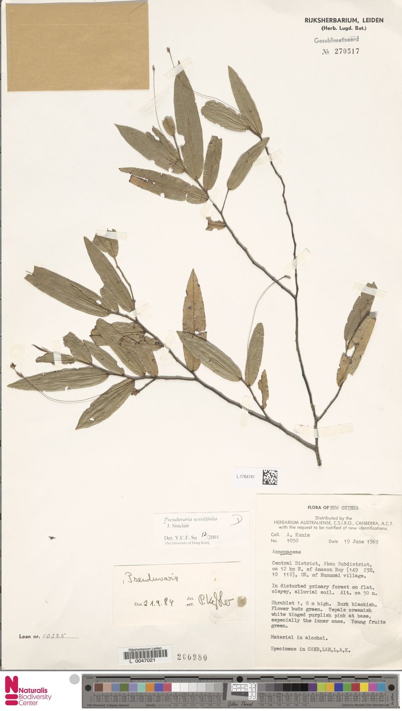 Pseuduvaria sessilifolia photo 2
