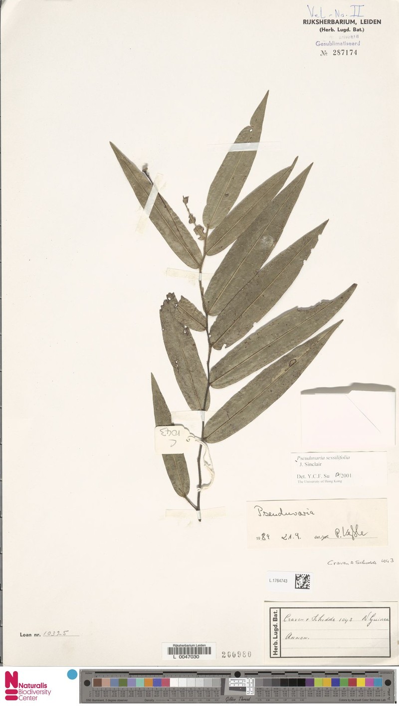 Pseuduvaria sessilifolia photo 3