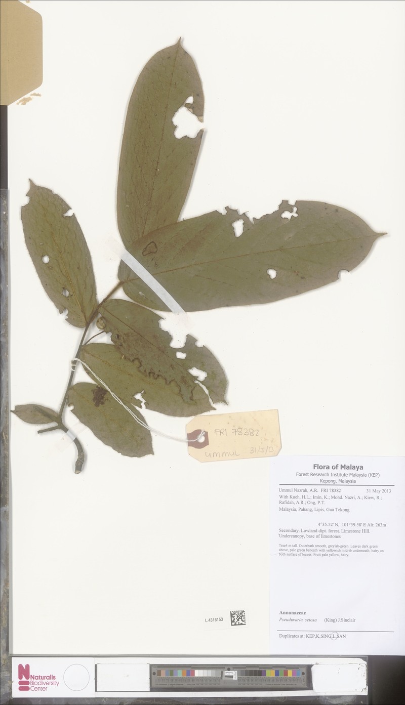 Pseuduvaria setosa photo 3