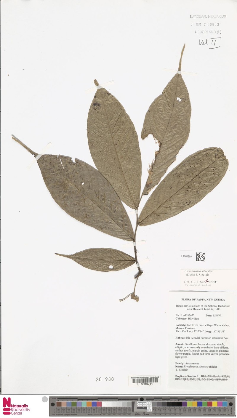 Pseuduvaria silvestris