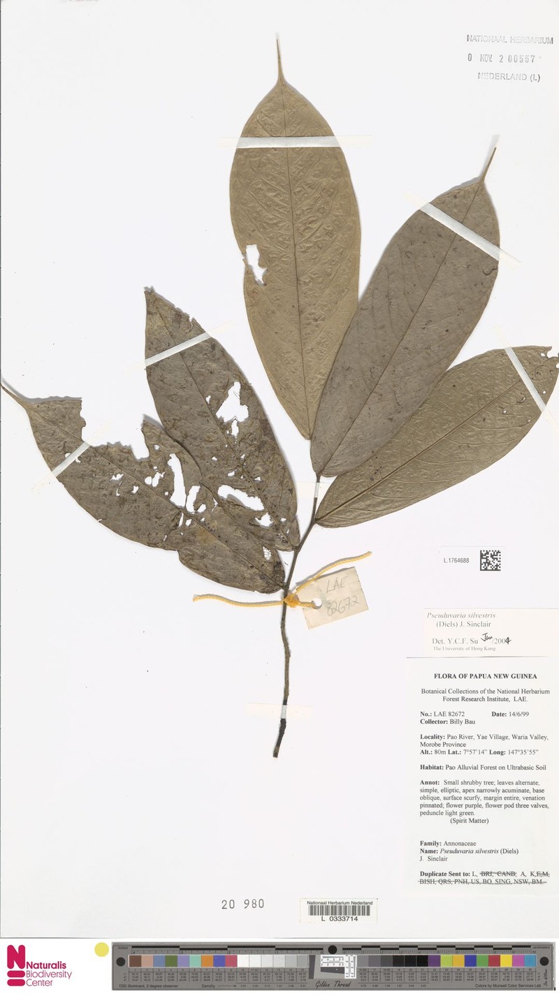 Pseuduvaria silvestris photo 2
