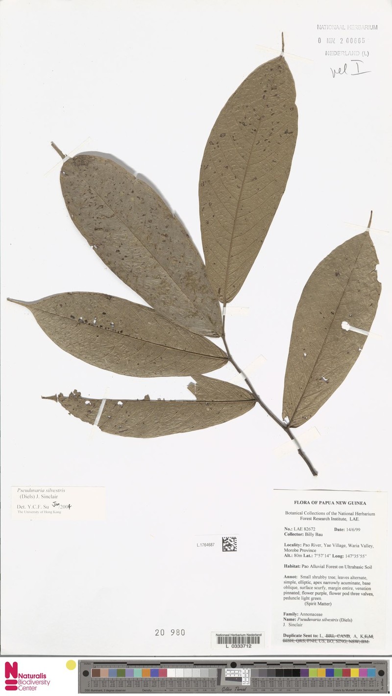 Pseuduvaria silvestris photo 3