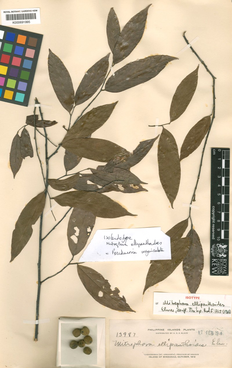 Pseuduvaria unguiculata
