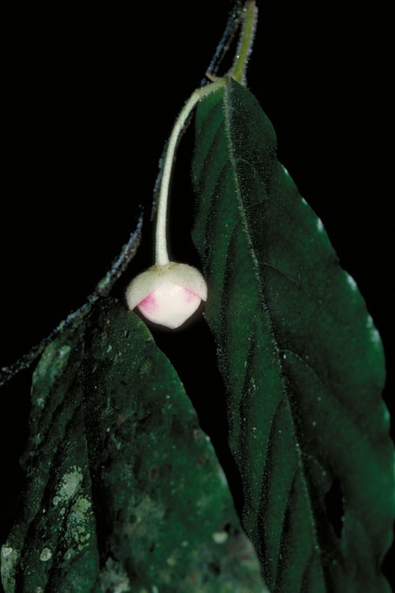 Pseuduvaria villosa
