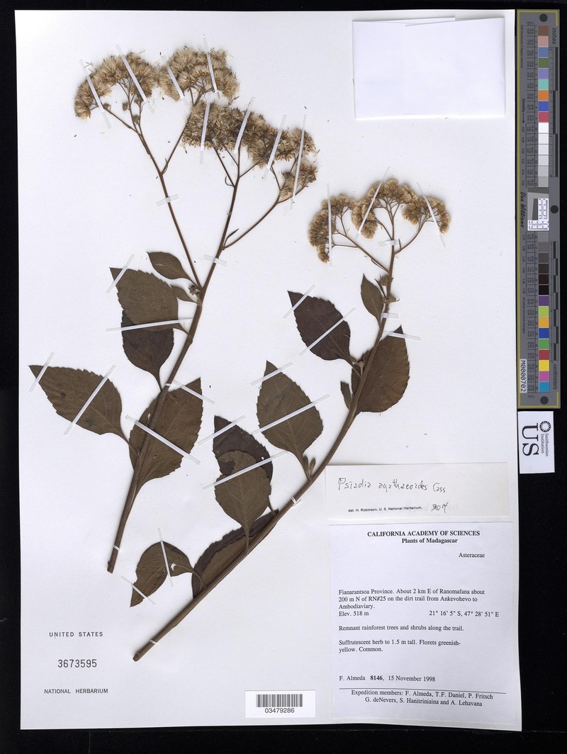 Psiadia agathaeoides