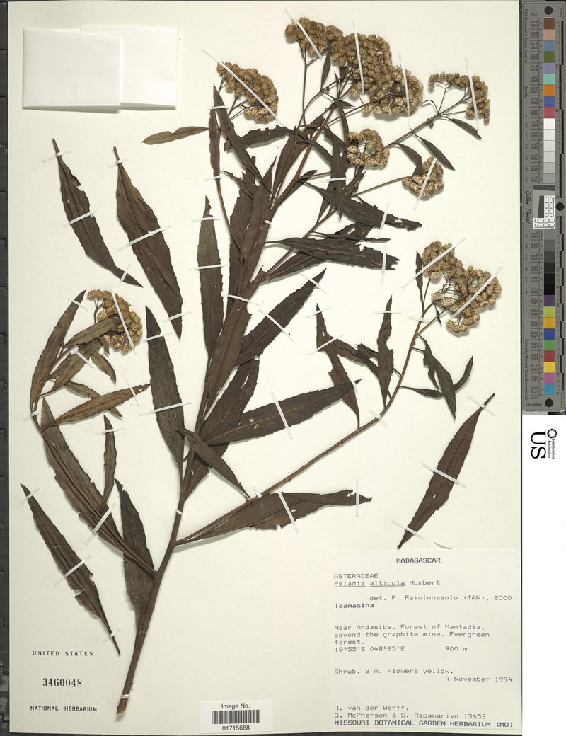 Psiadia alticola