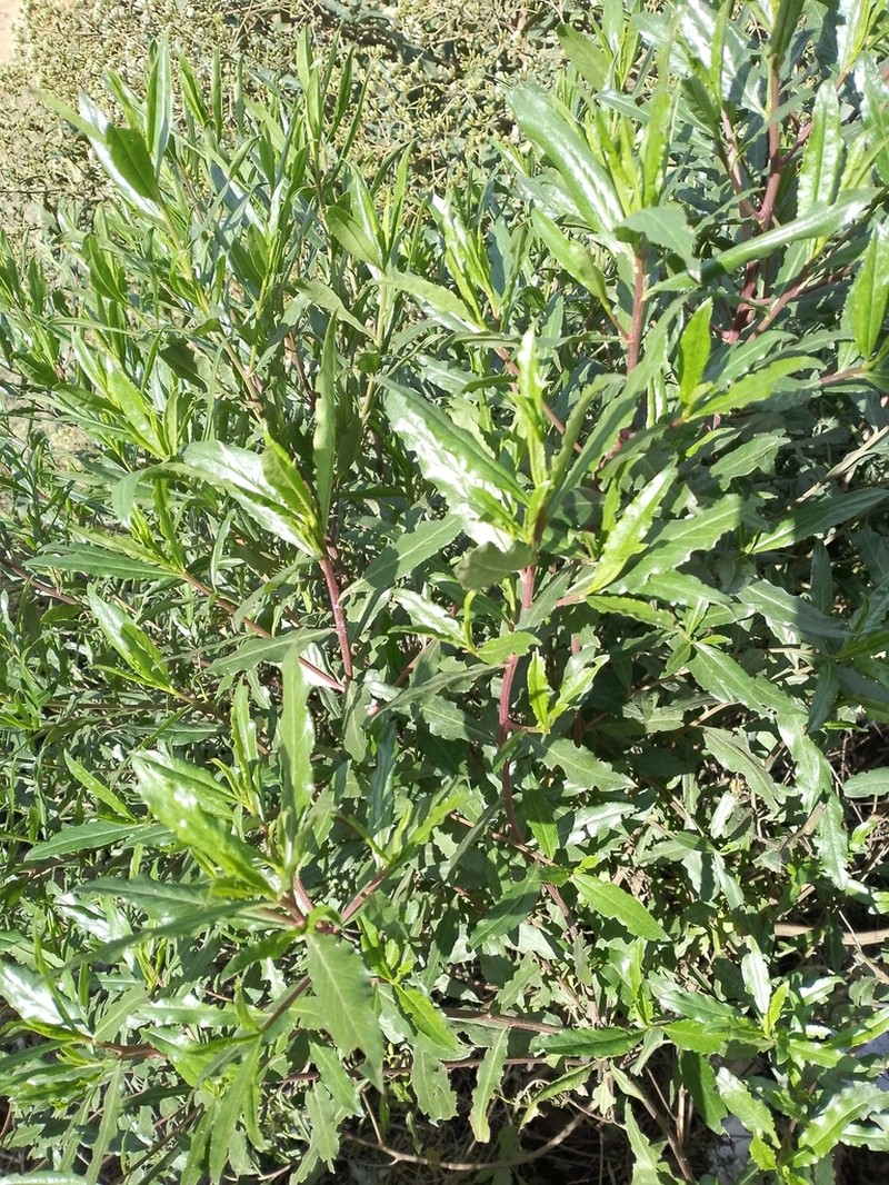Psiadia altissima photo 2